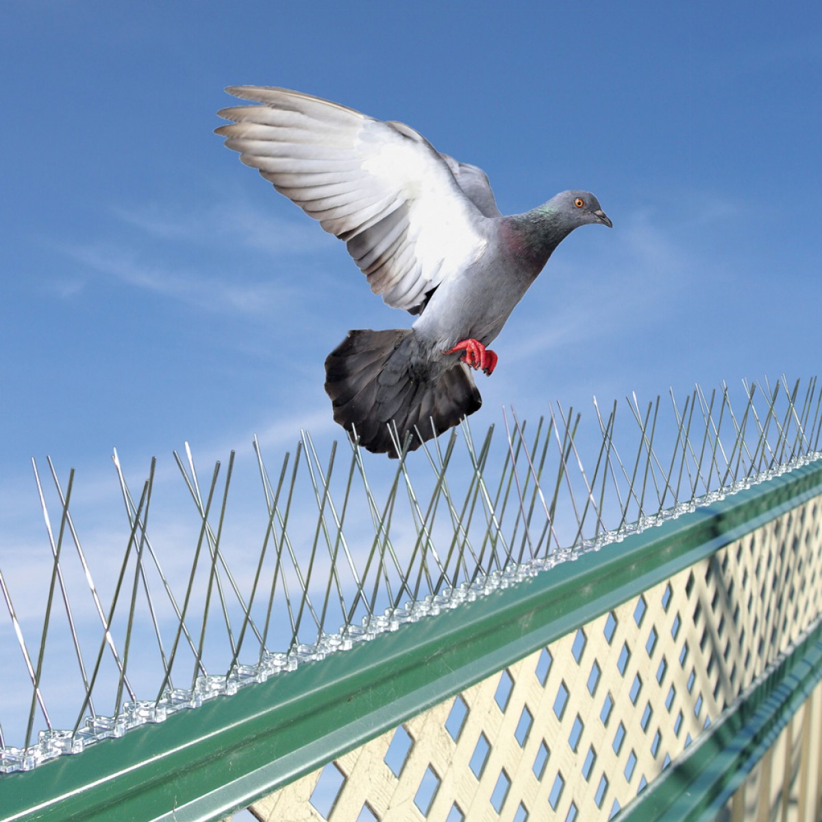 Bird Net: (Pigeon Nets / Spikes)